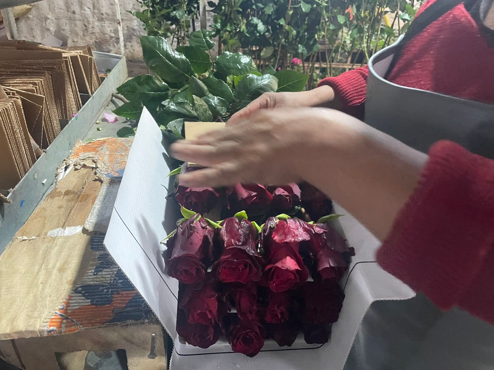 WhatsApp Image 2026-02-04 at 6.33.49 AM (1).jpeg