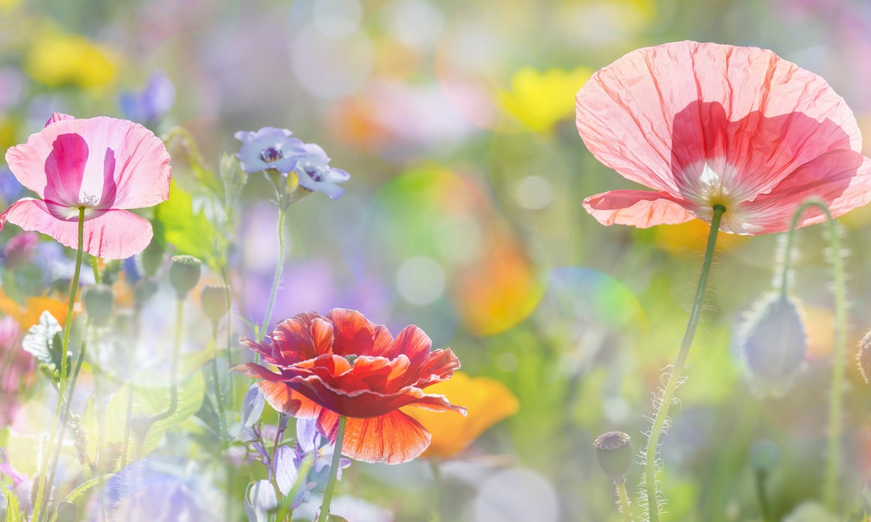 AdobeStock_101499133.jpeg