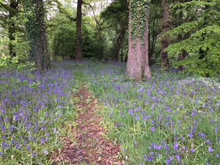 BLUEBELL WOOD #1.JPG