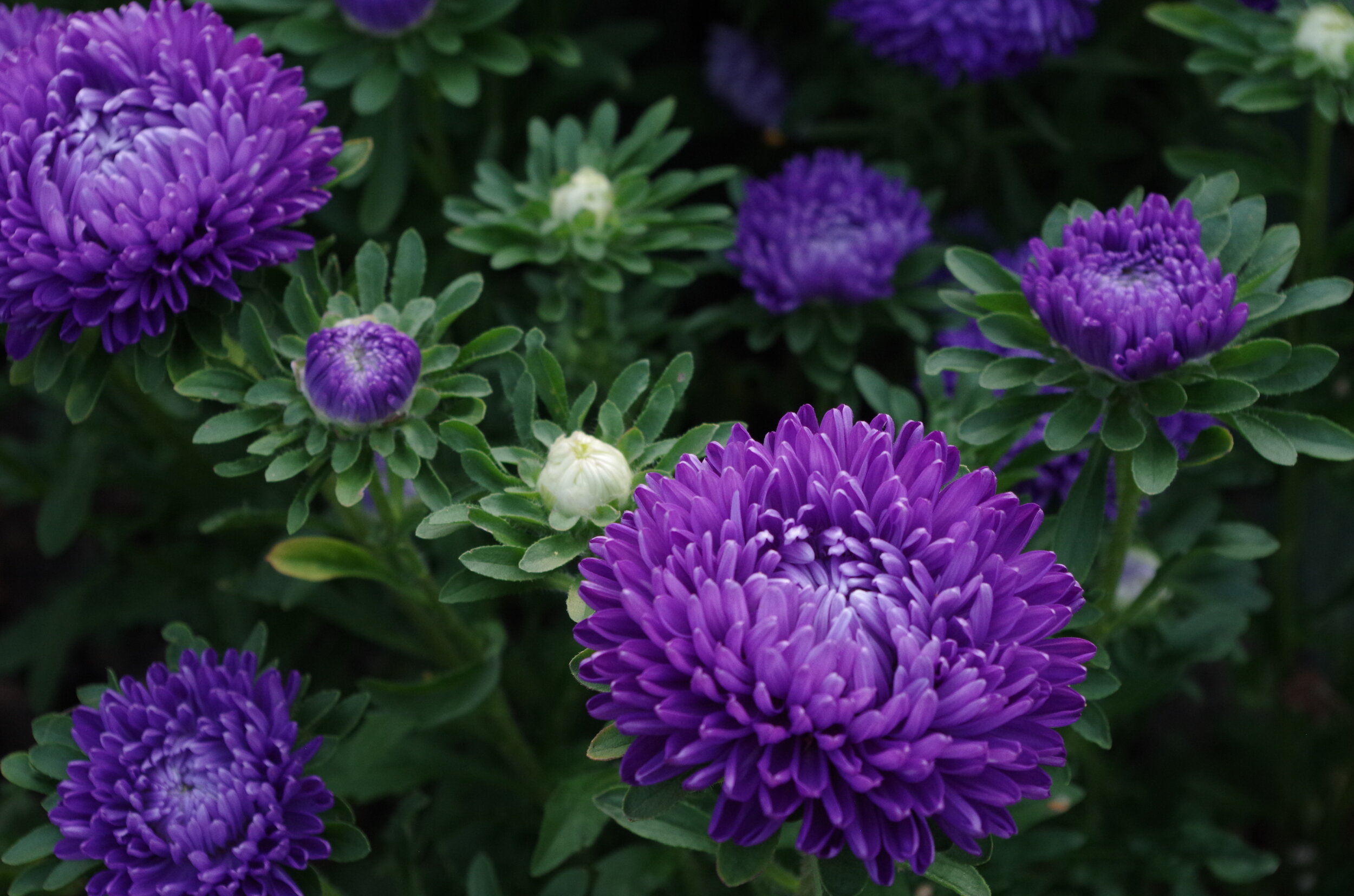 China Blue Aster 2 Gorgeous.JPG