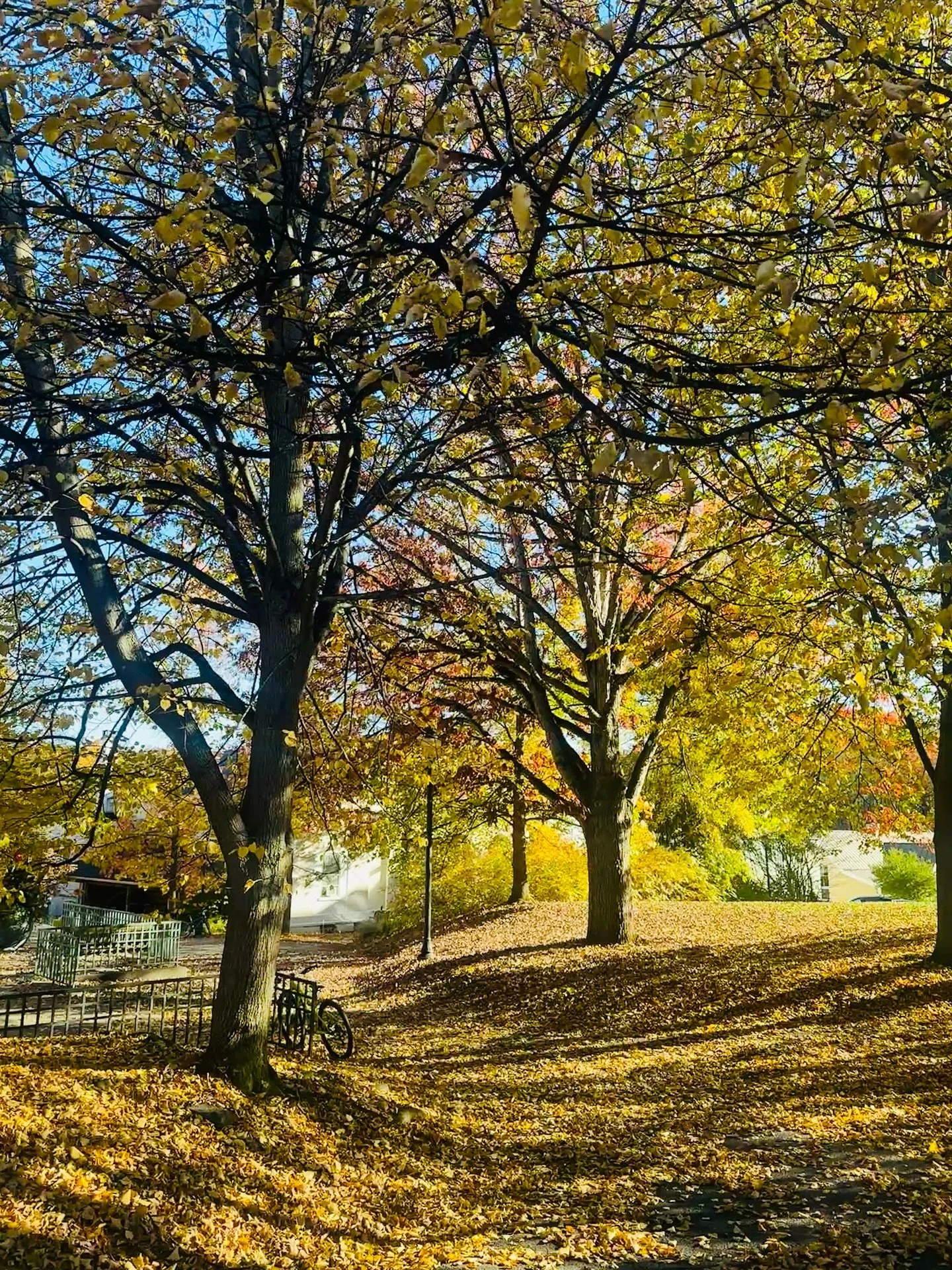 Feeling autumn vibes.
Autumn is in the air.
Crisp air, golden leaves.Feeling
📷 by @yuling.nan 
#upstatenewyork #bardcollege #autumnvibes #fallvibe #chinesemusic #studentlife