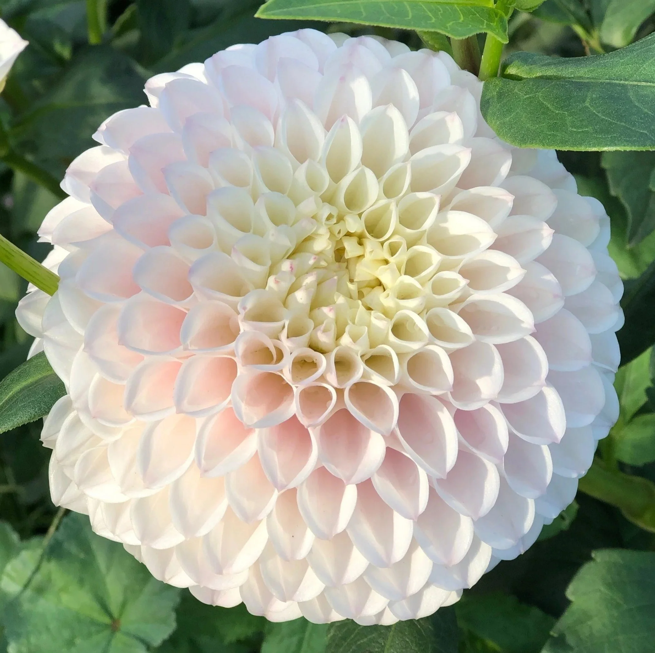 pinkpearldahlia.jpg