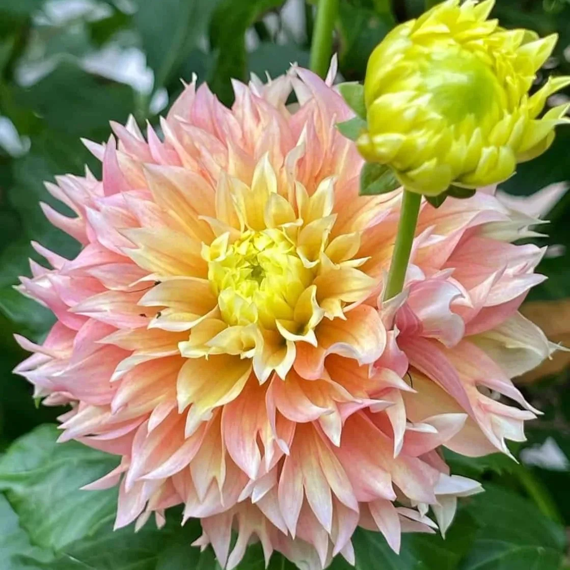 kogane-fubukiDahlia.jpg