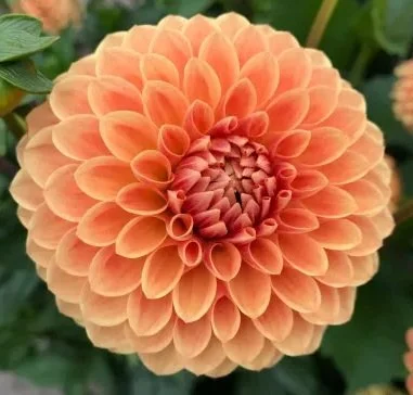beatrice-dahlia.jpg