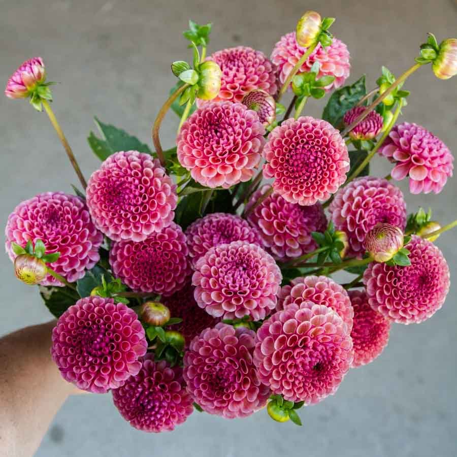 Dahlia-Kokopuff-.jpg