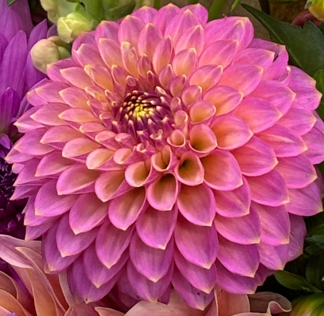 Dahlia Skipley Spot of Gold.jpg