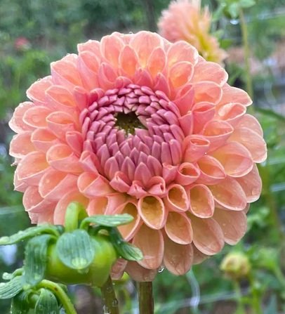 Valley Tawny.jpg