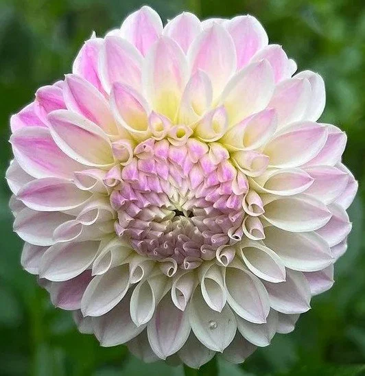 Tahoma+Kelli Dahlia.jpg