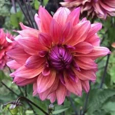 Sonic BloomDahlia.jpg