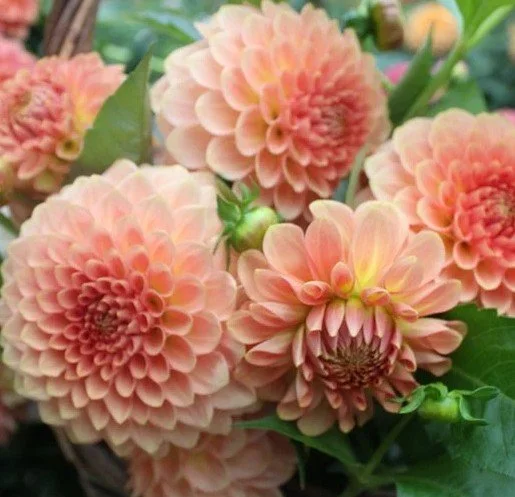 20th aveSofterPeach.jpg