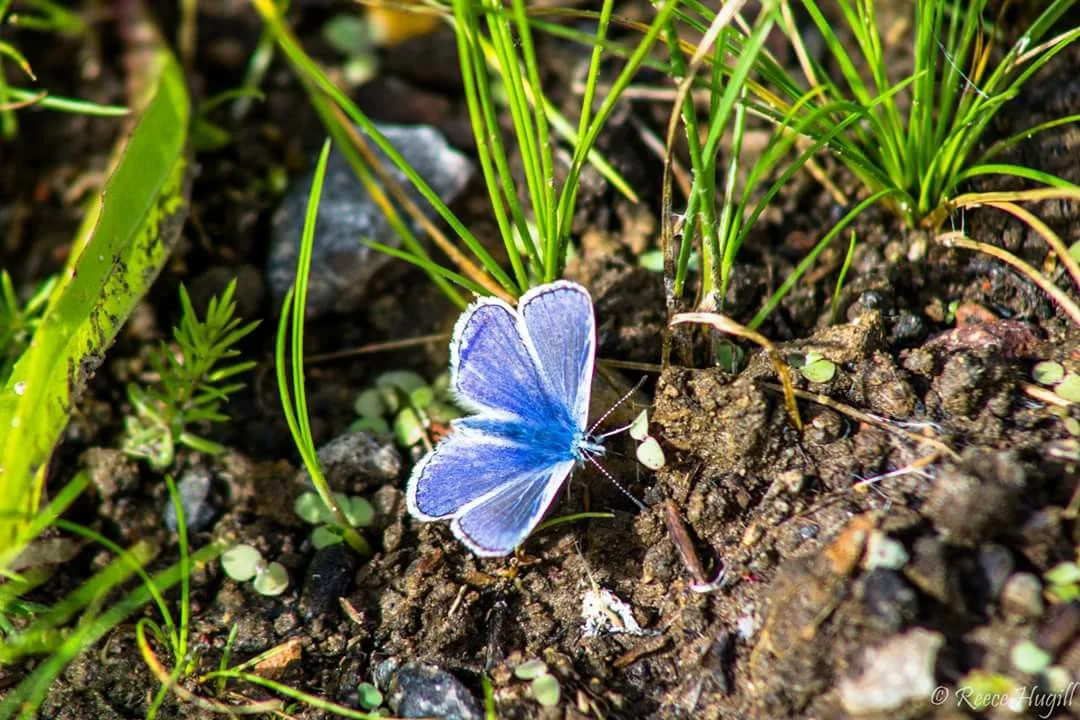 Reece Hugill Common Blue butterfly.jpg