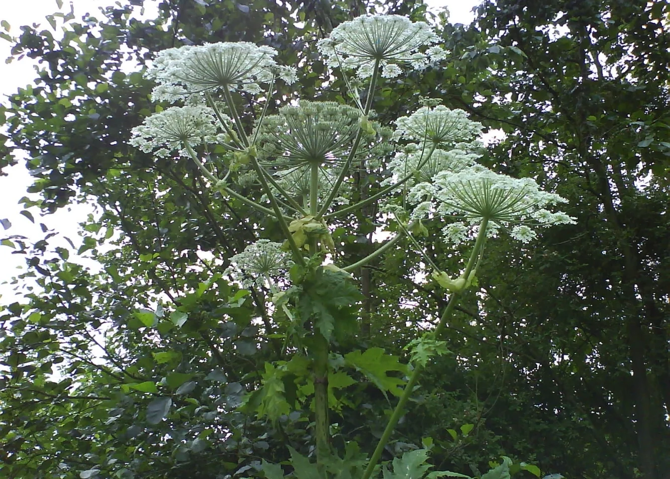 Giant Hogweed, River Tees