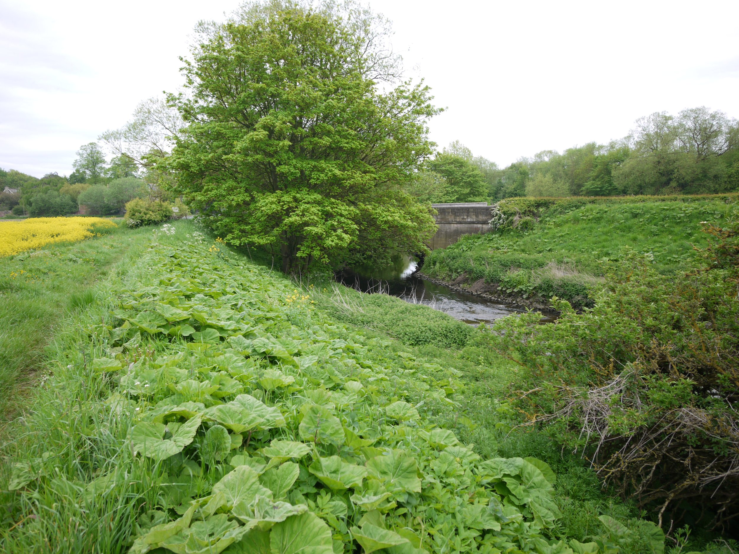 Oxen le Fields    (7).JPG