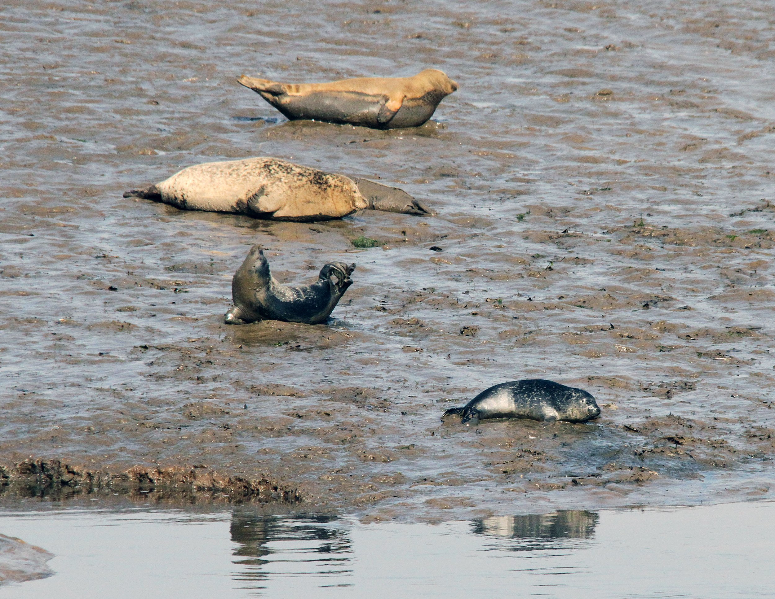 Seal pups at Greatham Creek, 6.7.13, David Miles (11).jpg