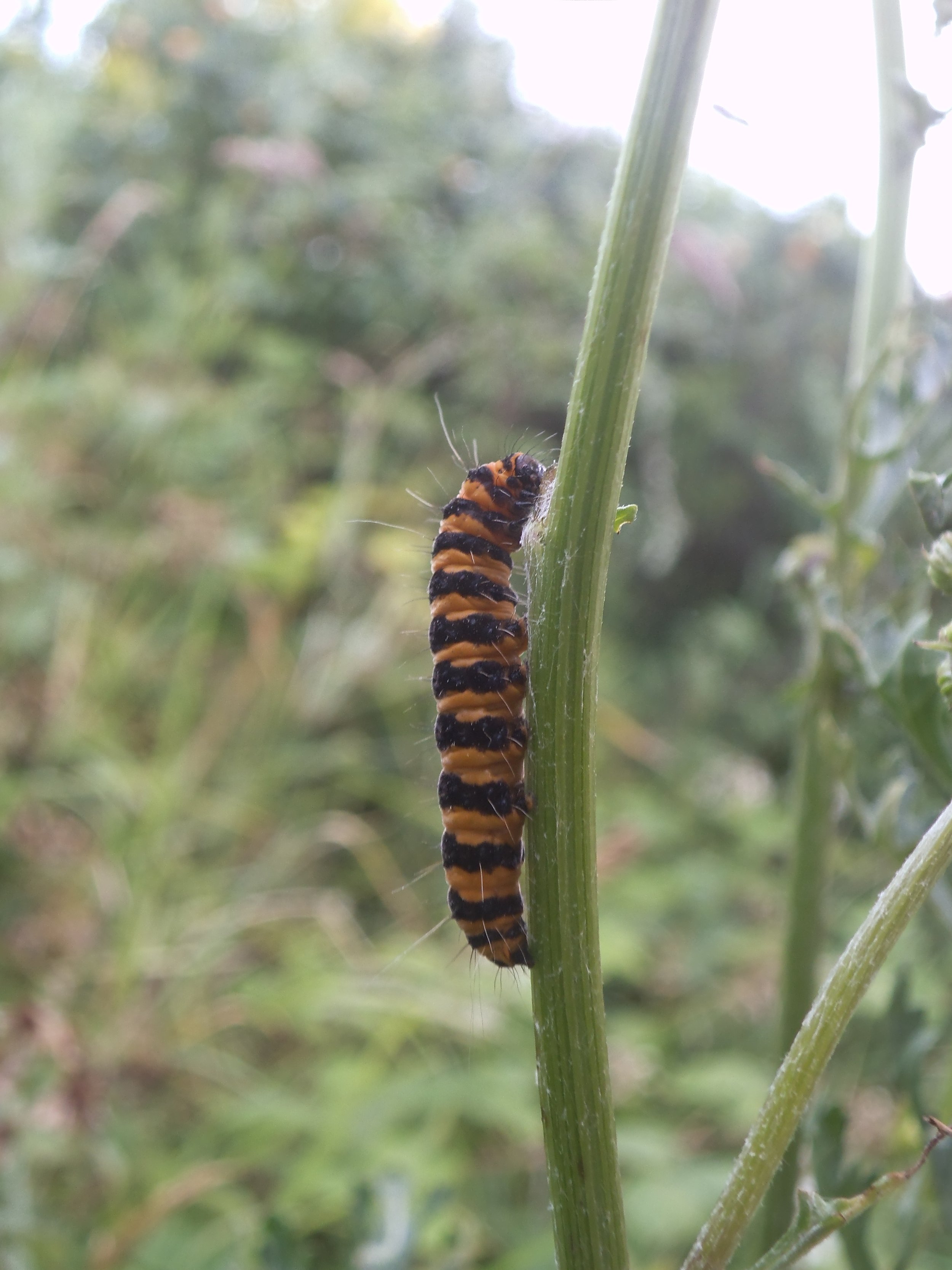 Cinnabar moth caterpillar 2.JPG