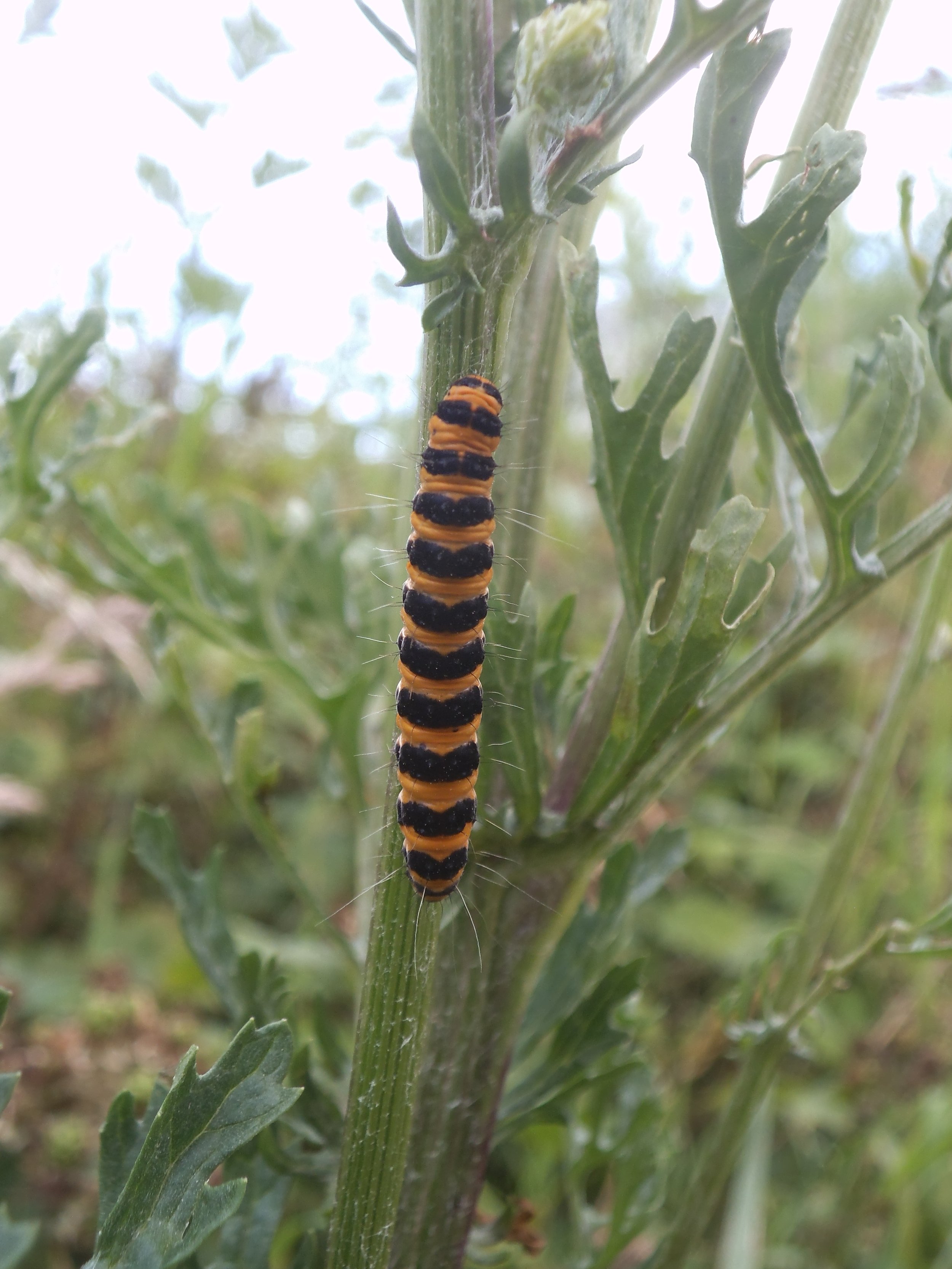 Cinnabar moth caterpillar on ragwort.JPG