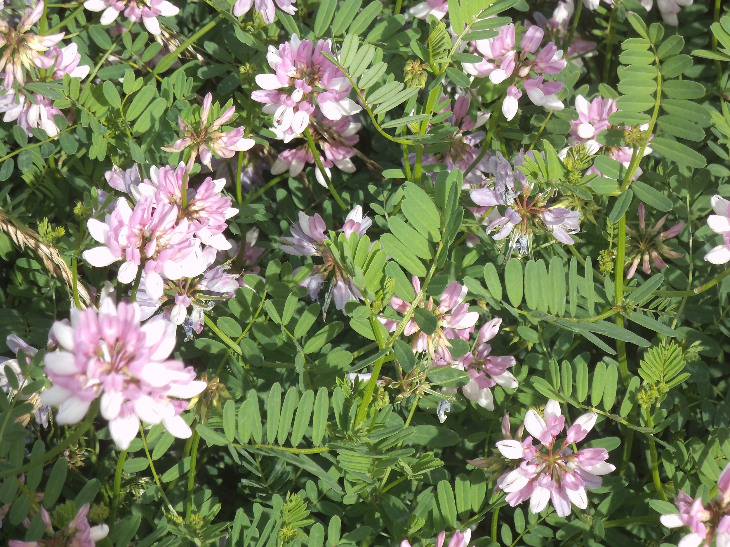 Crown vetch.JPG