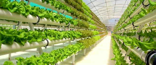 Hydroponics.jpg