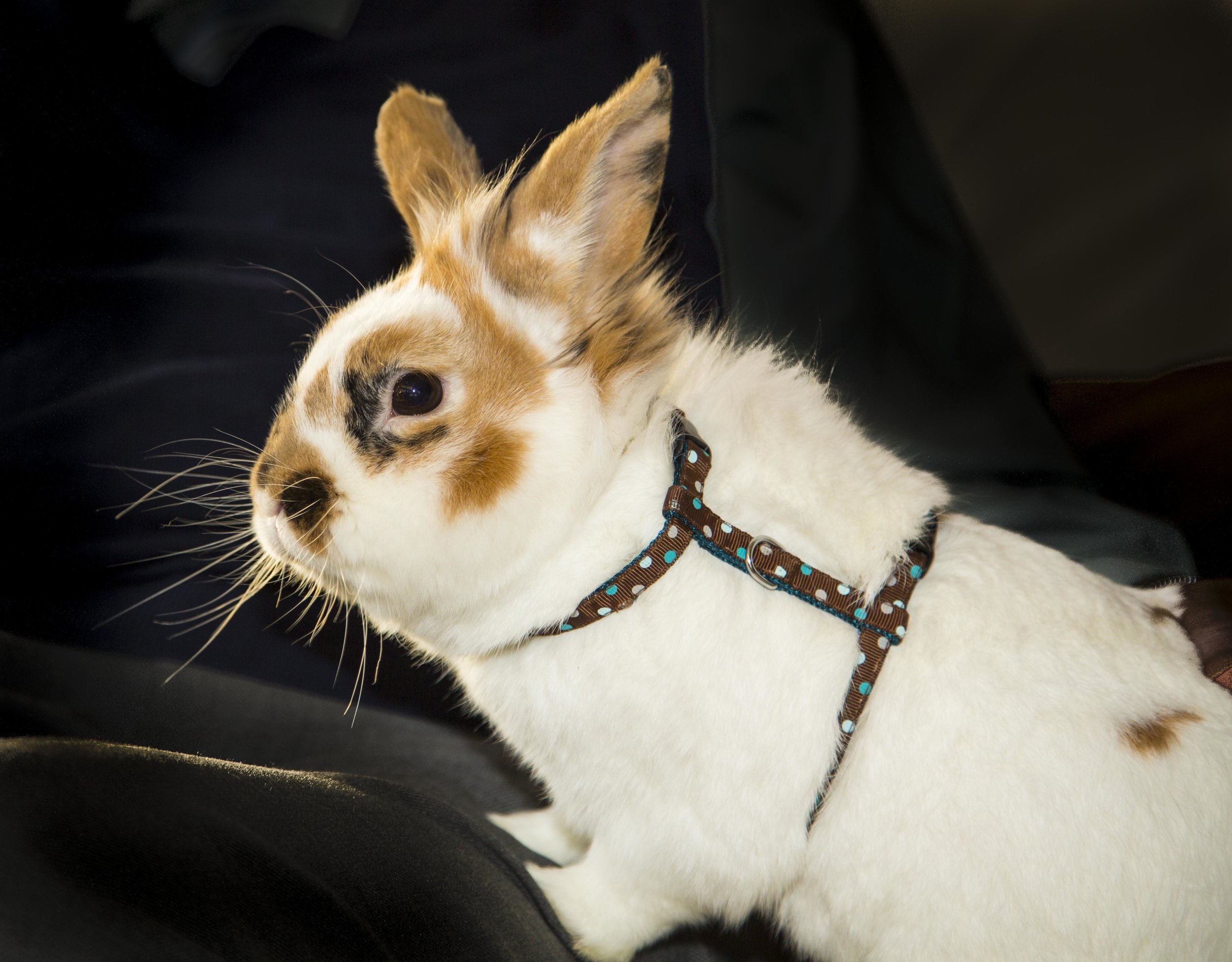 Pets-7.jpg