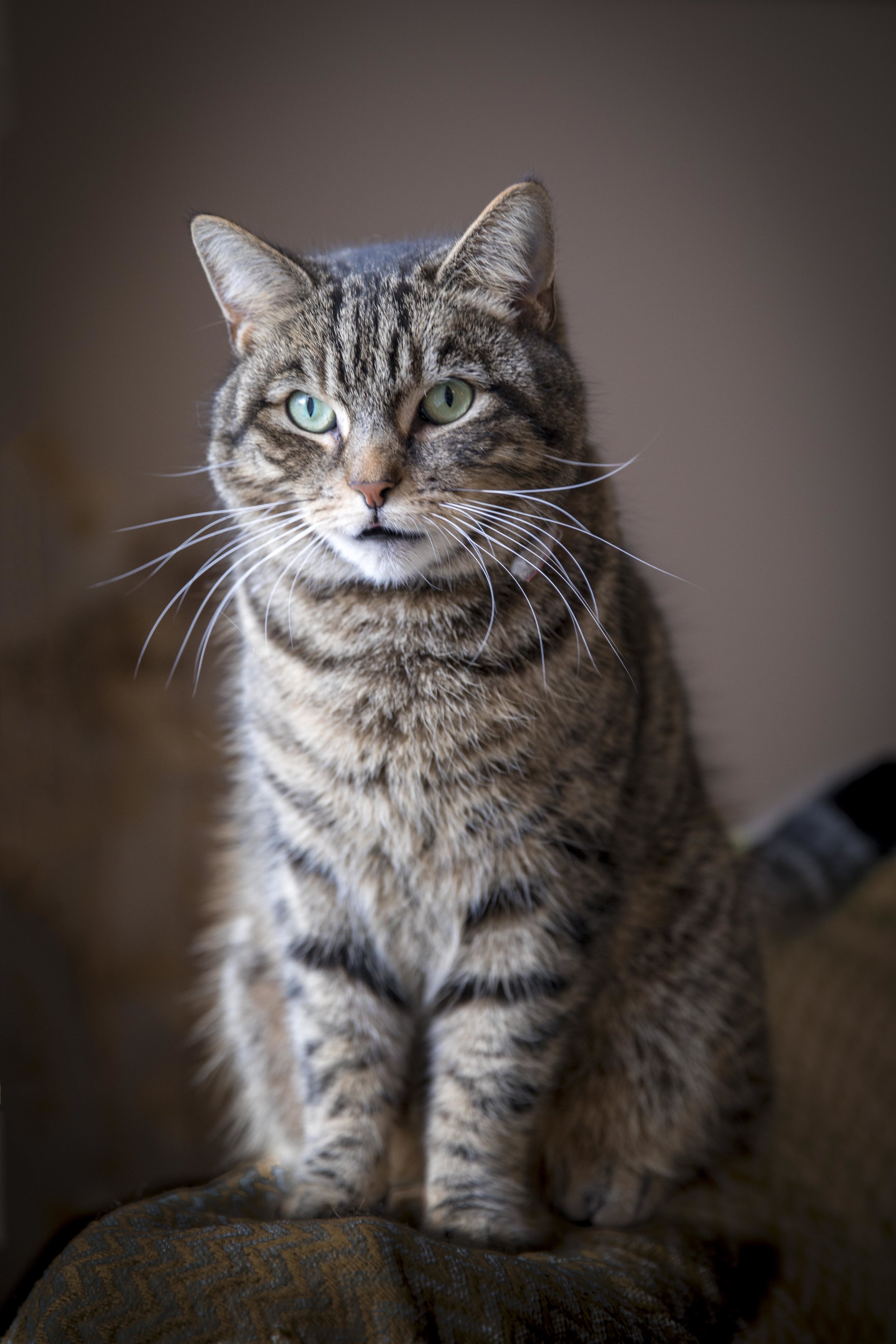 Pets-24.jpg