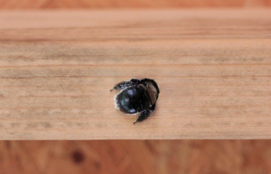 Carpenter Bee 2.jpg