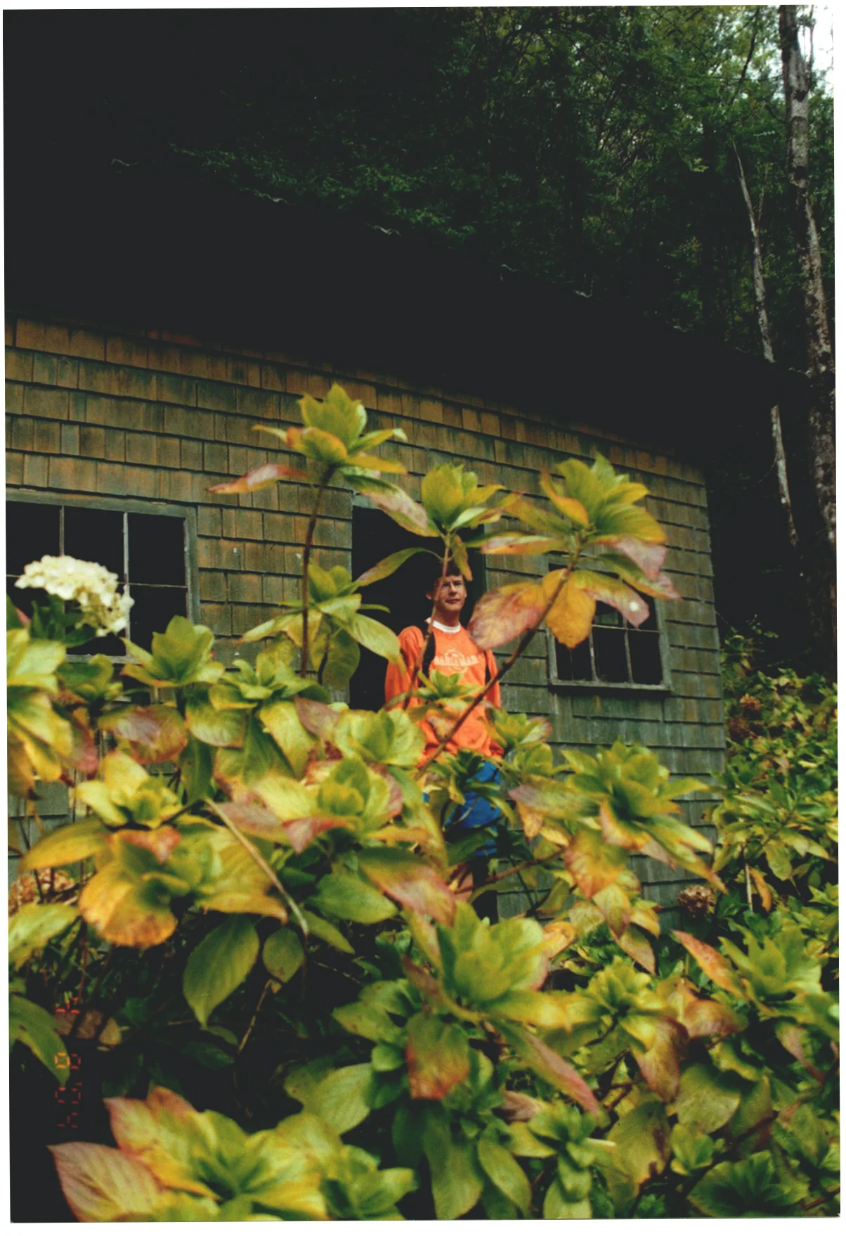 Surrounded by hydrangea in Maui, 2004