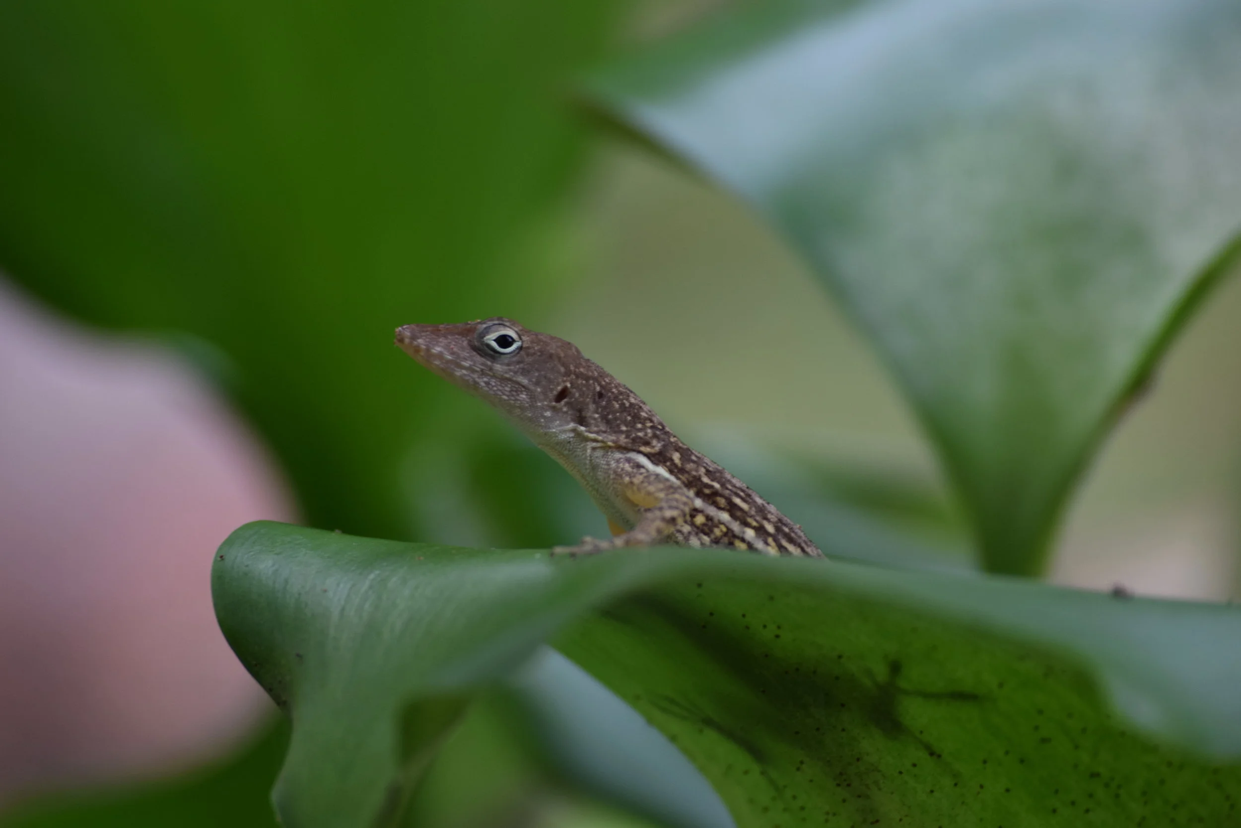 DSC_0325.JPG