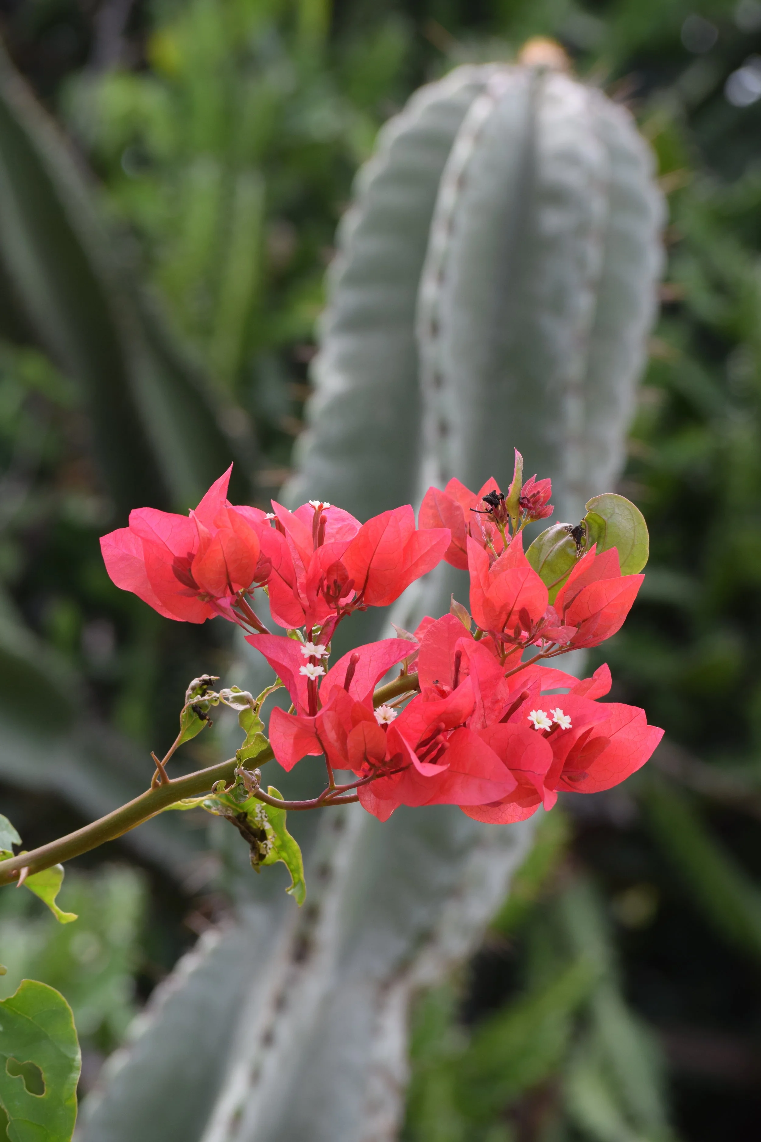 DSC_0309.JPG