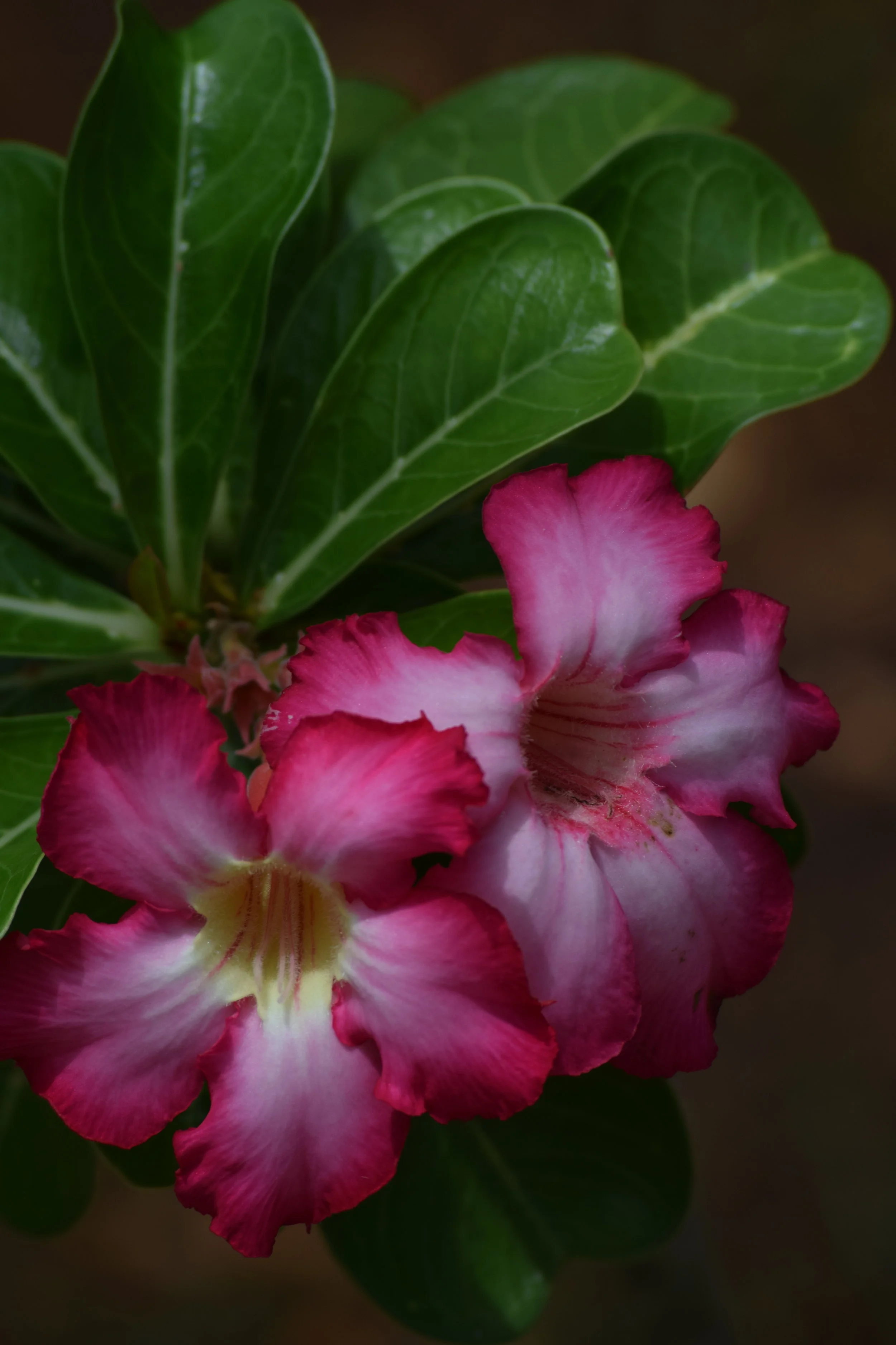 DSC_0330.JPG