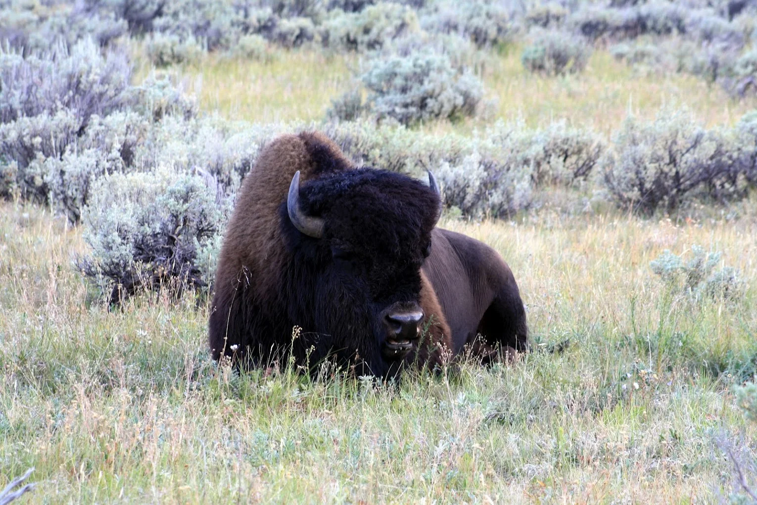 Yellowstone Bison.JPG2.JPG