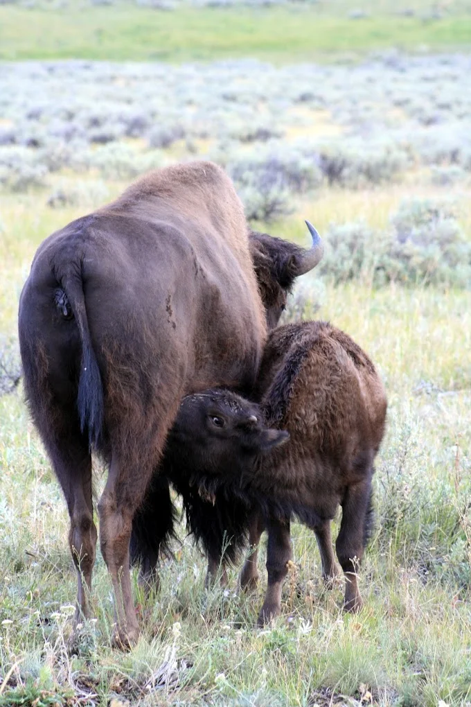 Yellowstone Bison.JPG