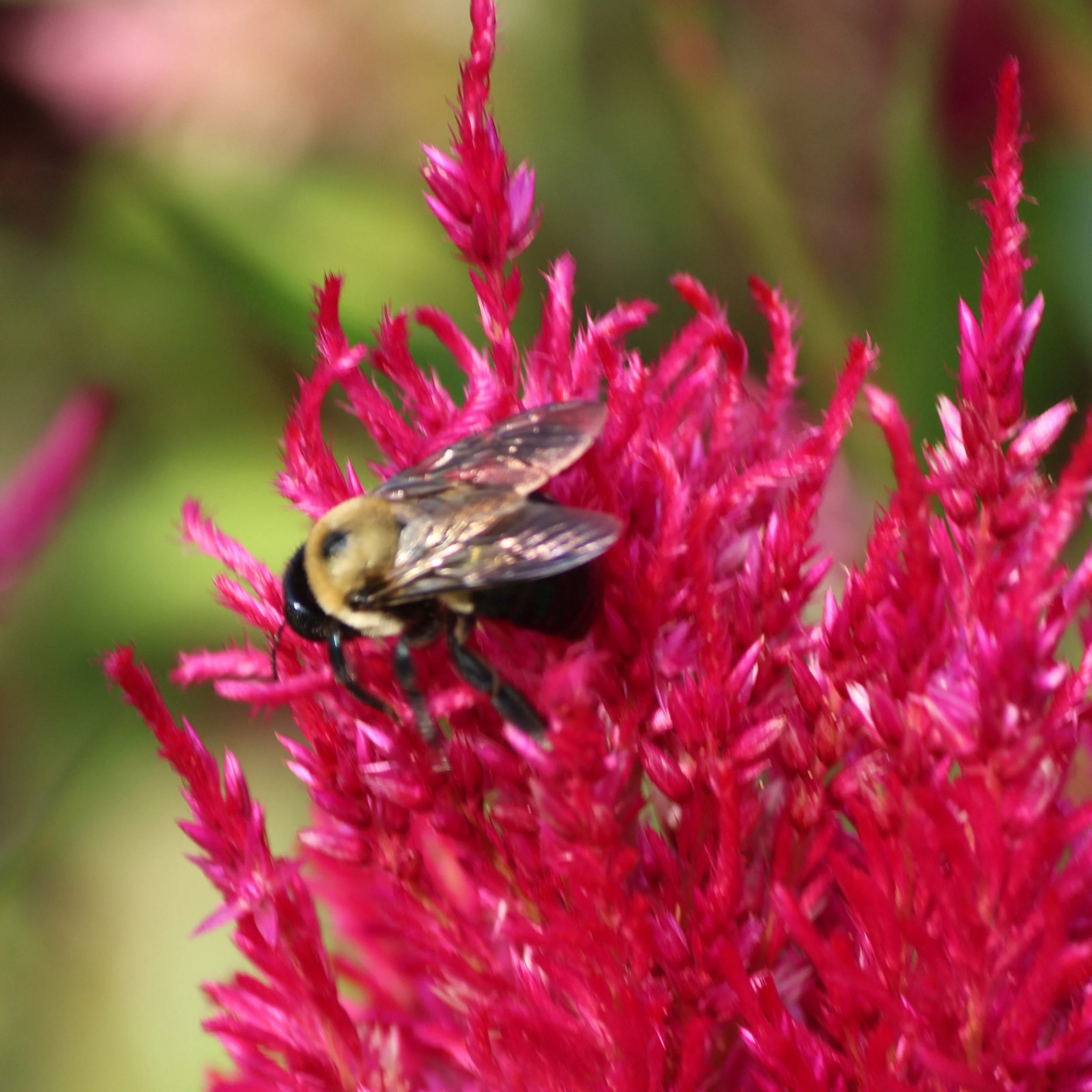 bee-sidebar.jpg