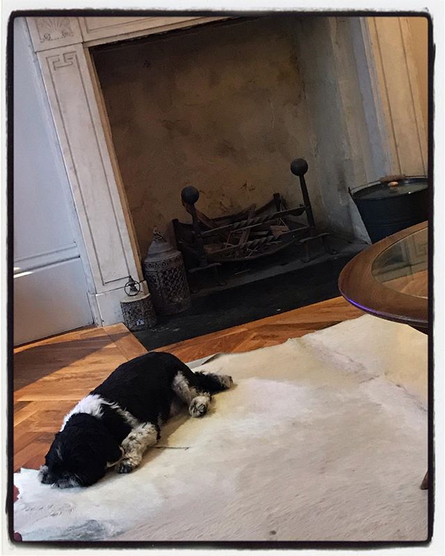 That Sunday Feeling 
#alfie #cowhiderug #bathstonefireplace #herringbonefloor #shihtzu #sunday #easylikesundaymorning #fireplace #interiordesign #dayoff