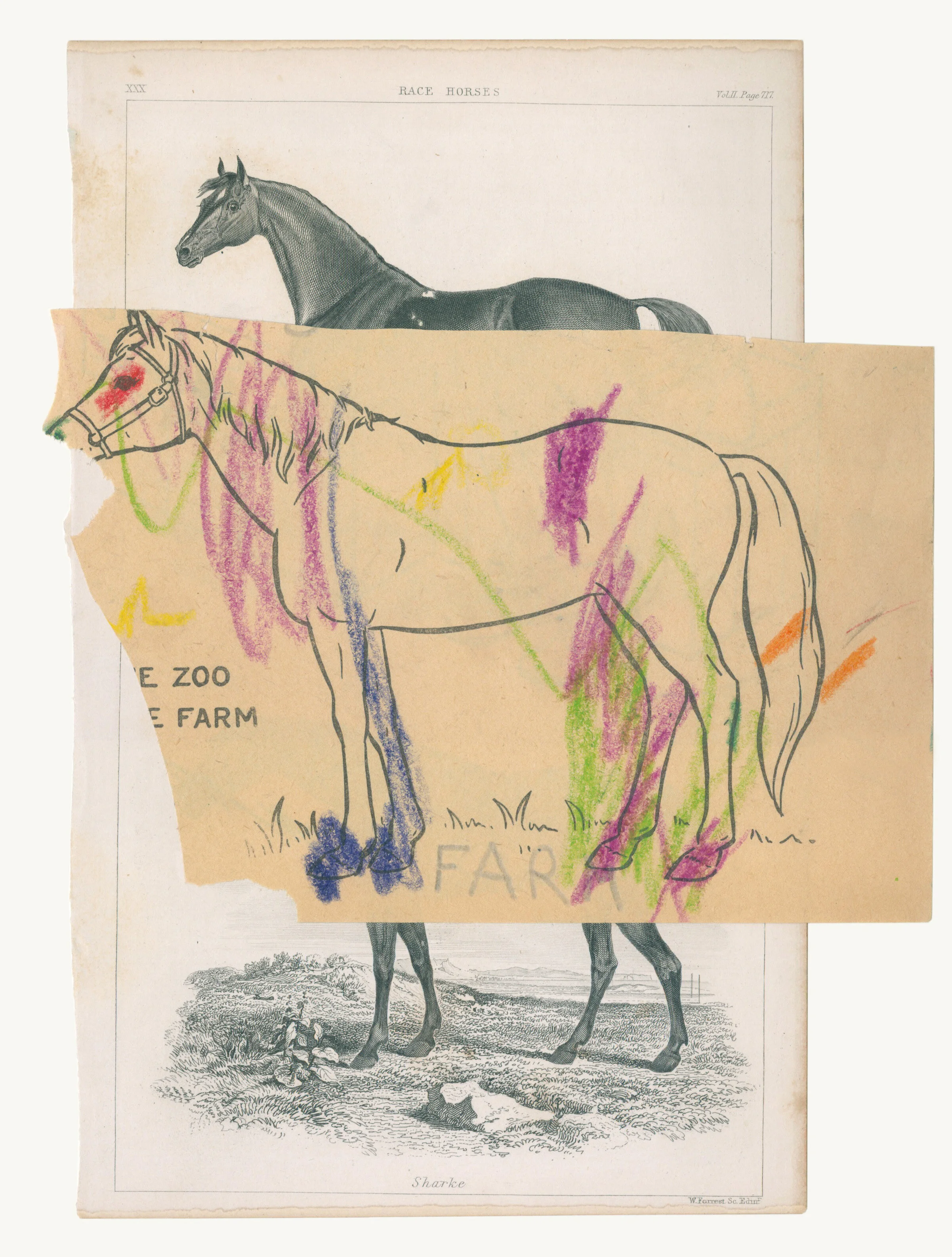 Tall Horse