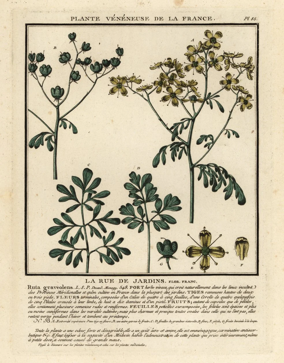 Unbekannter_Kuenstler_-_Common_rue_Ruta_graveolens_-_(MeisterDrucke-1376780).jpg