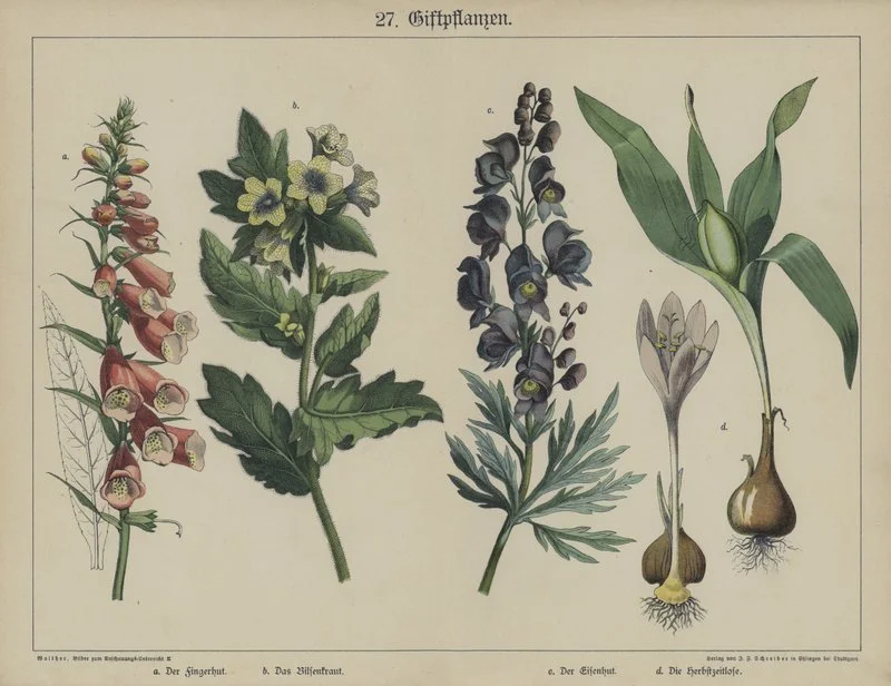 German_School_-_Plants_(colour_litho)_-_(MeisterDrucke-1020739).jpg