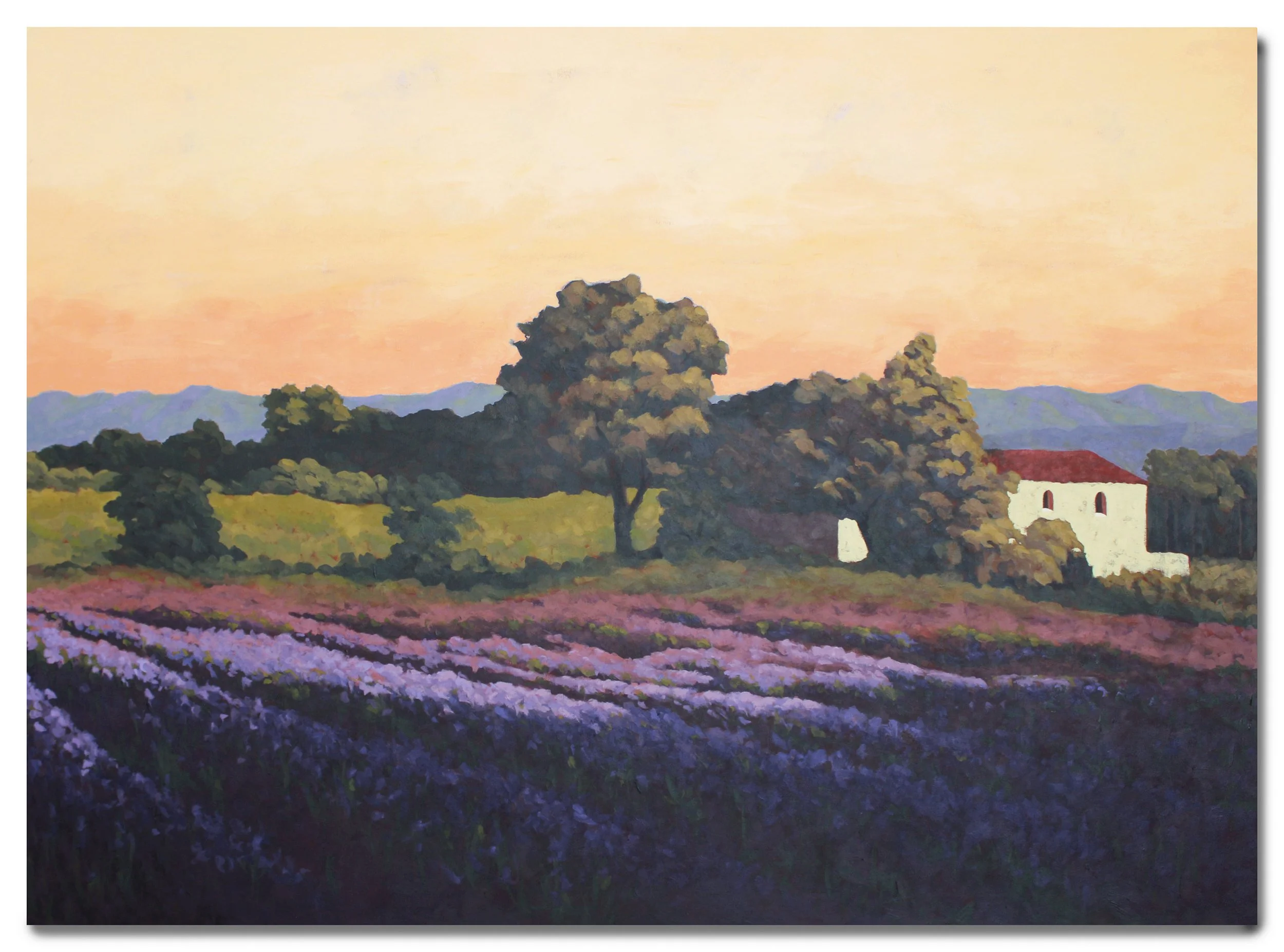 A    Campi di Lavanda