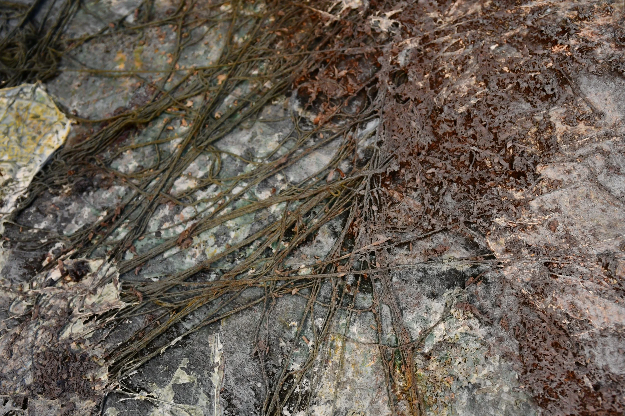 Sediment-Detail.JPG