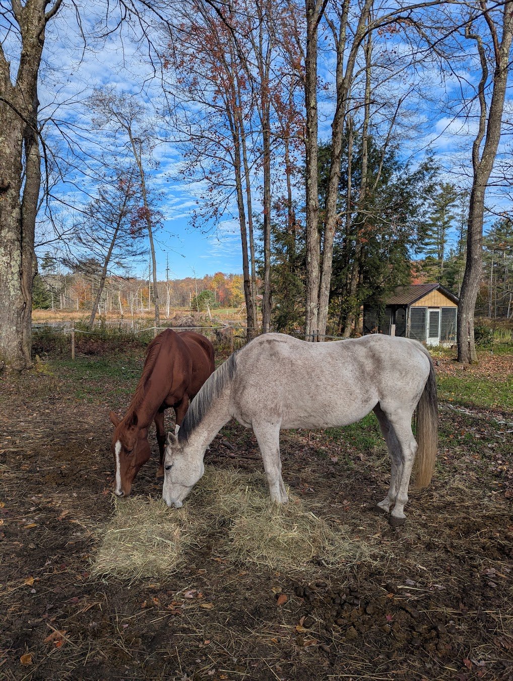 October 27th, 2025 - Final Boy