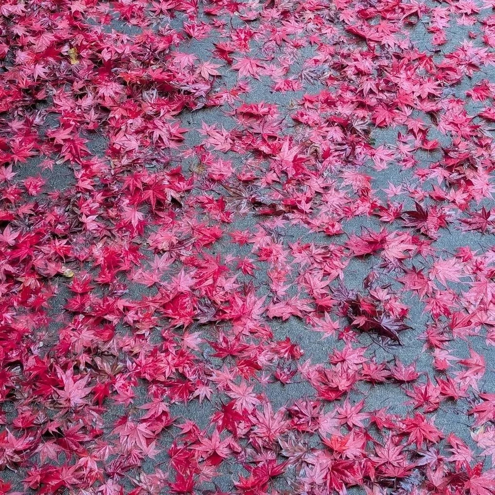 November 10th, 2025 - Mother of Men