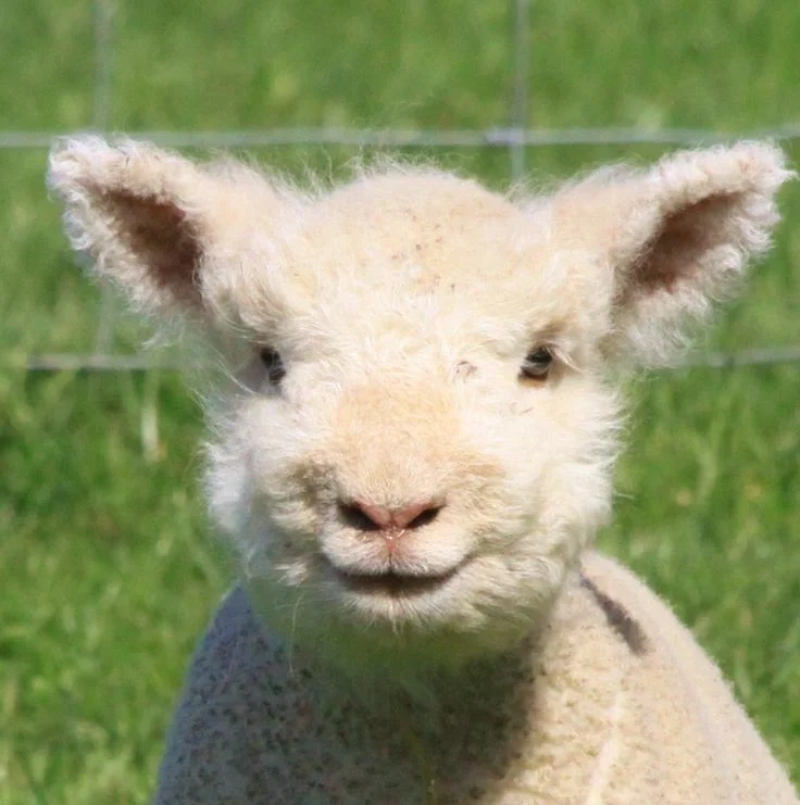 018f2819a9a7327f8b159d2b8755eceb--smiling-lamb-babydoll-sheep.jpg