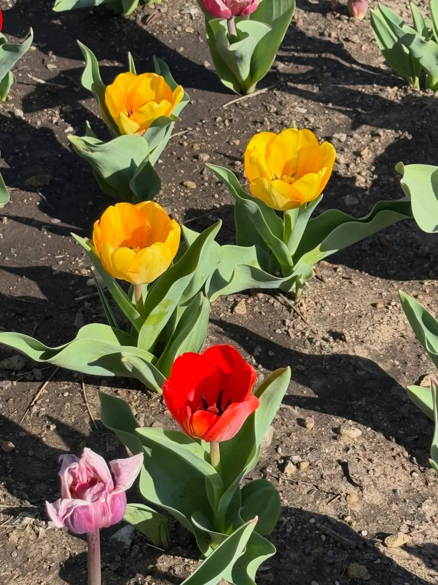 Spring has sprung 🌸 
The flower beds are starting to bloom, and it&rsquo;s already looking beautiful! Huge shoutout to Larry and everyone who got their hands dirty early&mdash;your hard work is something we all get to enjoy.  #ehumc #spring