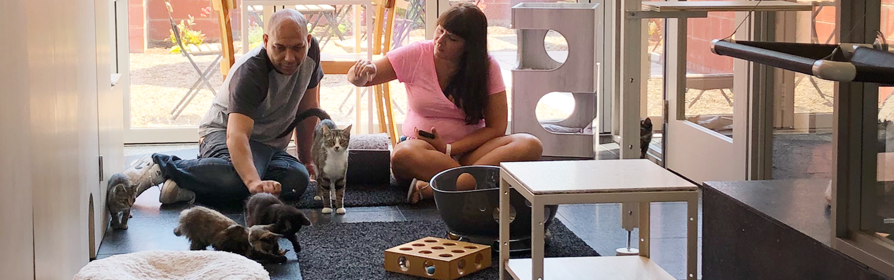 Bloomington cat café opens for business, pet fostering