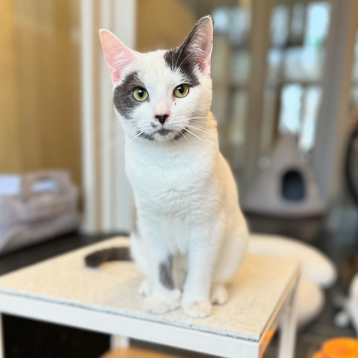 Fergus and his extra toes moved into the Cat Zone this morning! This sweetie is about eight months old. He&rsquo;s playful and active but also seems to have the makings of a lap cat&hellip; 😺😺 #buckminsterscatcafe #adoptdontshop #foreverhomeneeded 