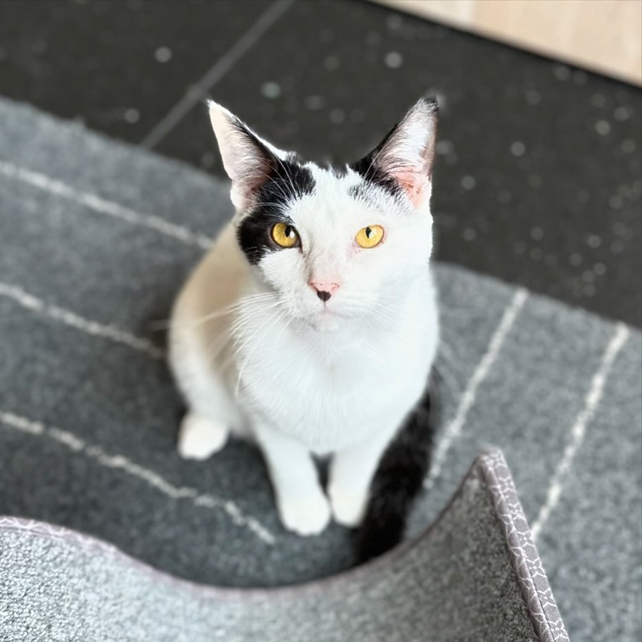 Forest arrived at the cafe on Thursday and has been a tad shy since then, but today he&rsquo;s hanging out with visitors. He&rsquo;s a super sweet boy who loves pets and shakes his tail when he&rsquo;s happy. He gets along great with other cats and n