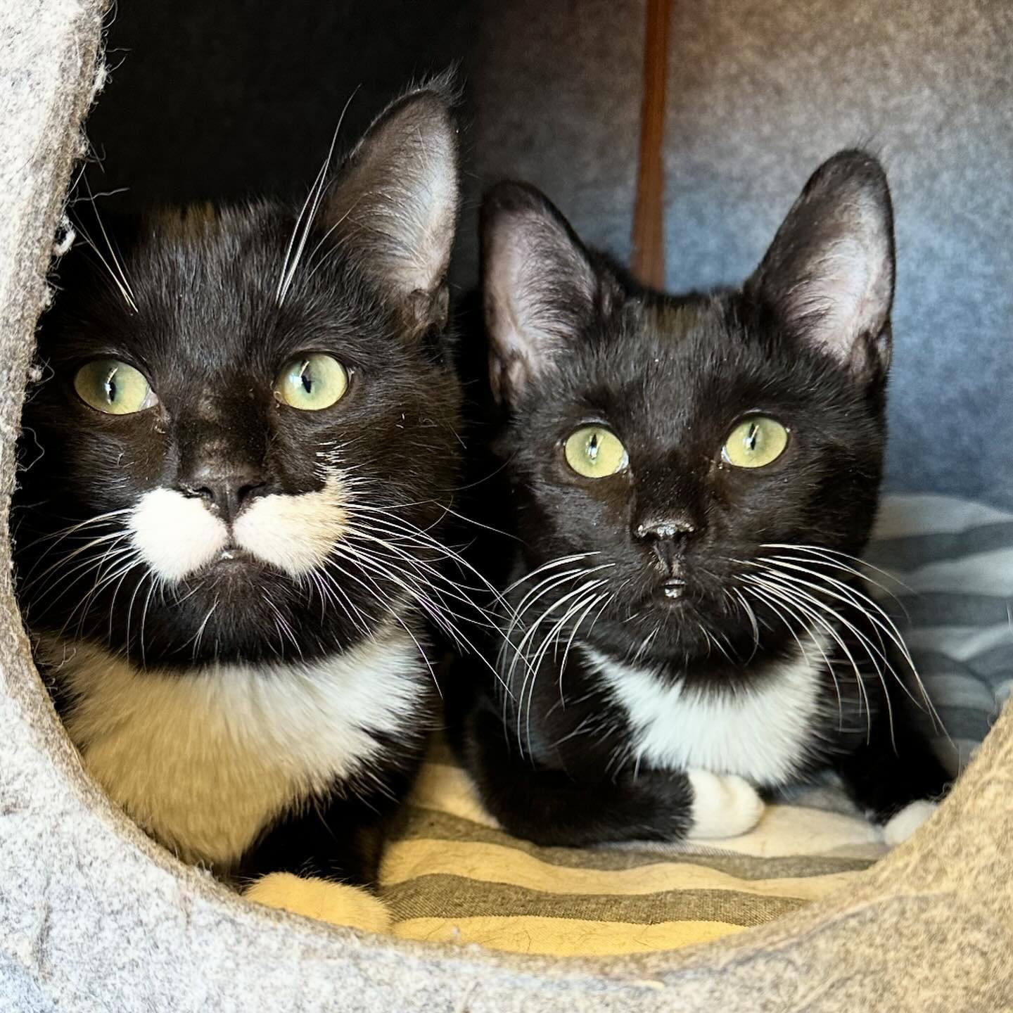 Meet tuxedo siblings Donny and Marie! These sweet kitties are our newest arrivals&mdash;aren&rsquo;t they the cutest? Donny (with the mustache!) and Marie are about 8.5 months and get along great with other kitties. 🤵🤵&zwj;♀️😻 #buckminsterscatcafe