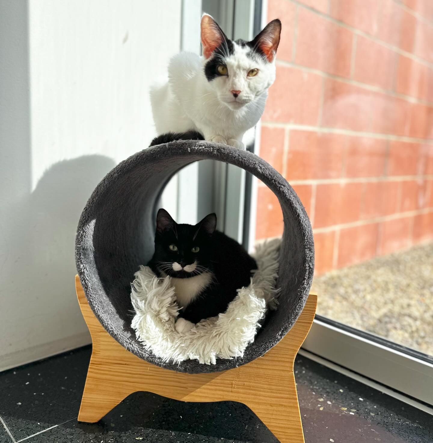 Happy Caturday from Forest and Donny! We have just a couple of single Cat Zone slots available today so make sure you book one of those if you&rsquo;re dying to pet cats today. Views of the kitties through the glass are always free! 😺😺 #buckminster