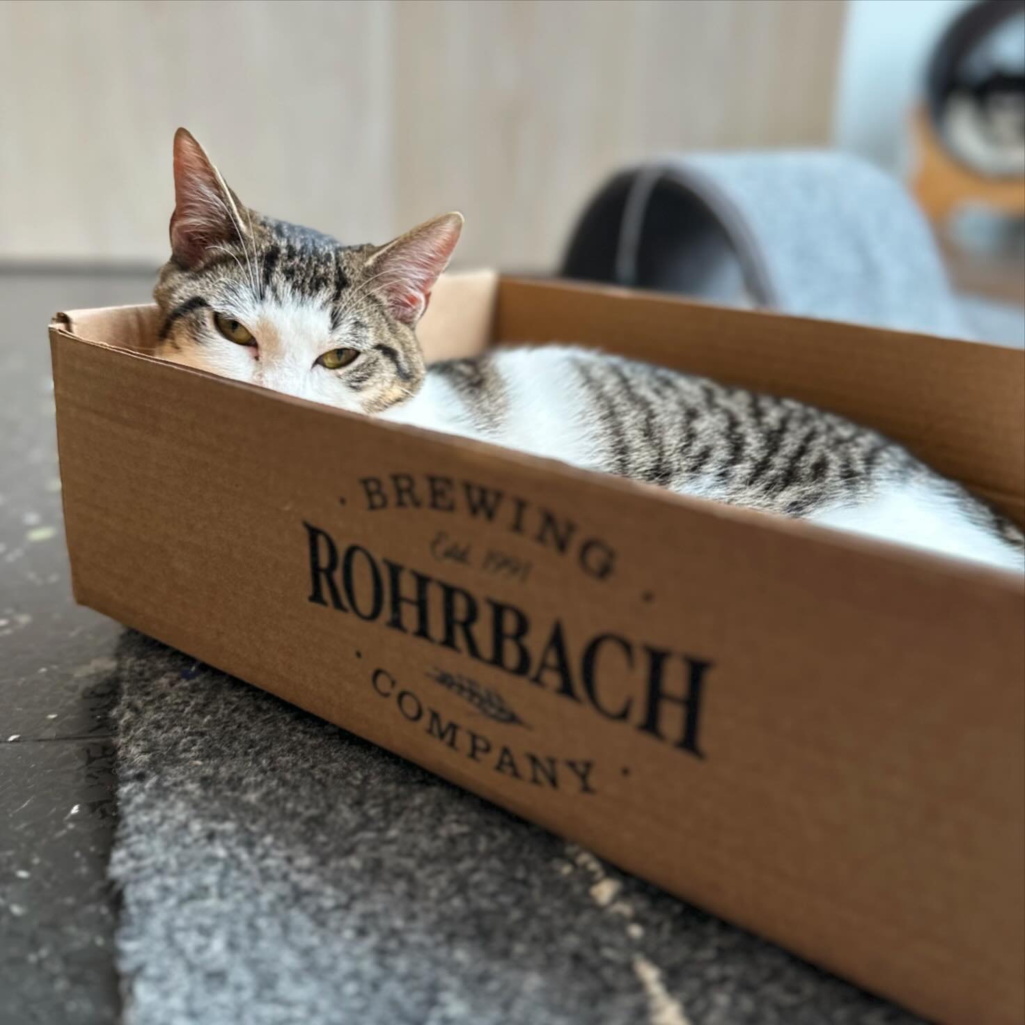 We gave the cats a new box today and they&rsquo;ve been taking turns with it! It&rsquo;s Keith&rsquo;s turn at the moment. 😹📦👍🏻 #catsinboxes #buckminsterscatcafe #adoptdontshop #catsontap