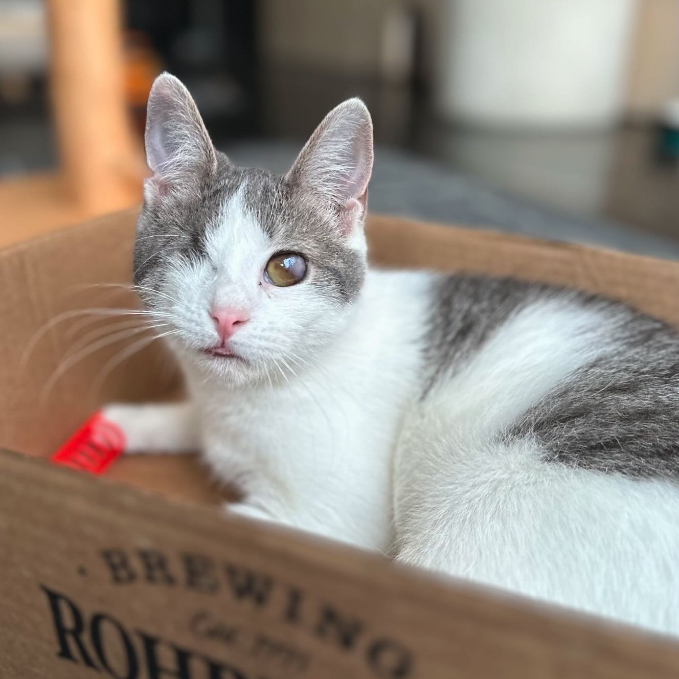 We&rsquo;re sorry to report that Jill&rsquo;s adoption did not work out so this sweet little lady is back with us. We know her perfect forever home is out there! Jill is seven months old. She&rsquo;s charming, active, and enjoys other cats, so she ne