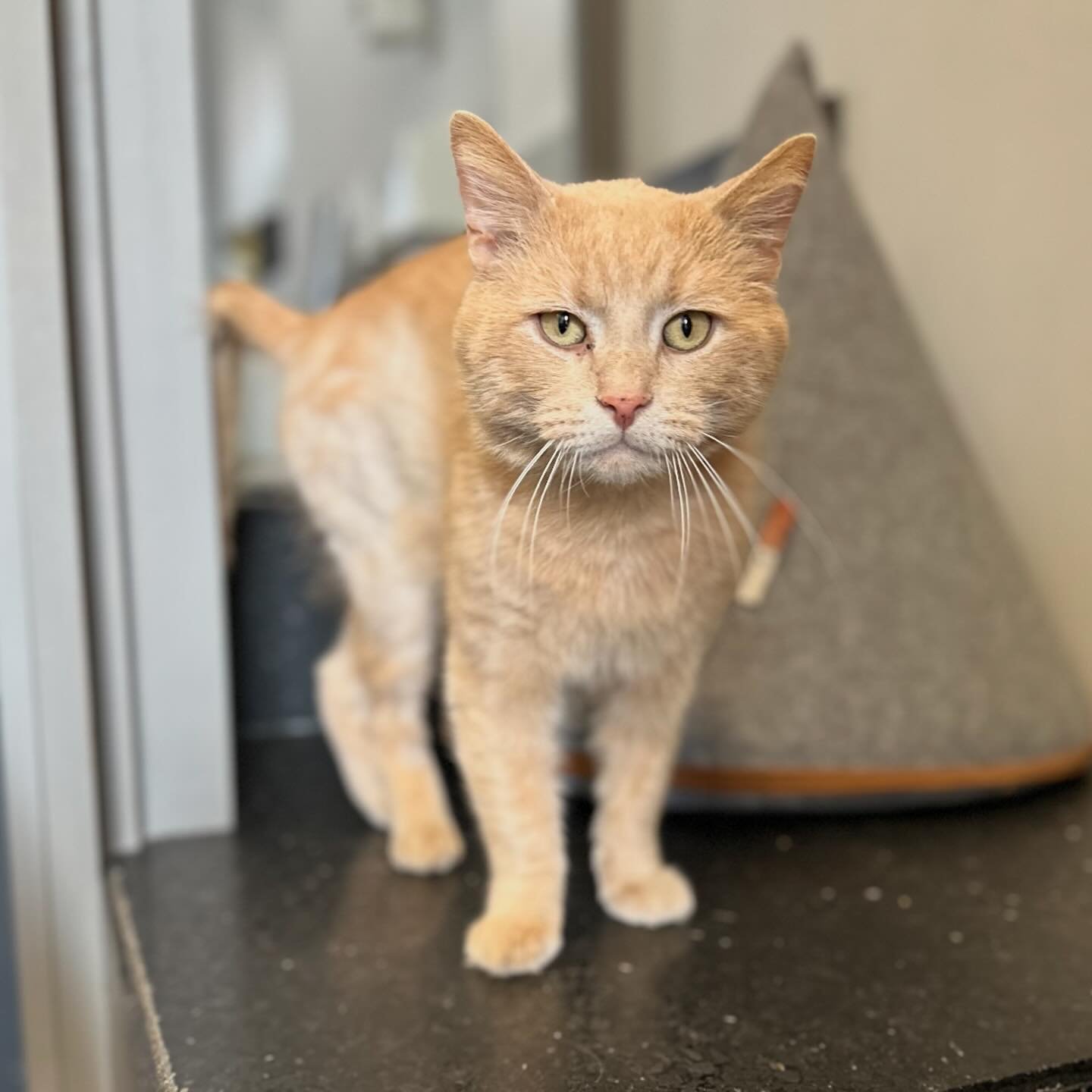 Meet three-year-old Channing. He was failed by humans and during his time on the streets was attacked severely by another animal. Our rescue partner @second.chance.wny took him in, got him the medical attention he needed, and gave this sweet guy a co